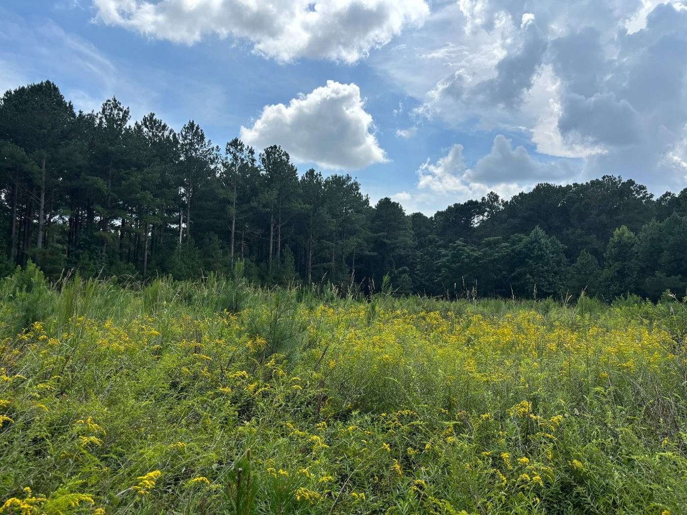 177 Acres of Land for Sale in Scottsville, South Carolina
