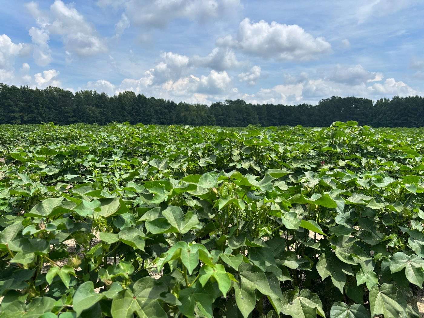 65.3 Acres of Land for Sale in Scottsville, South Carolina