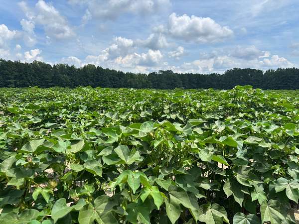 65.3 Acres of Land for Sale in Scottsville, South Carolina