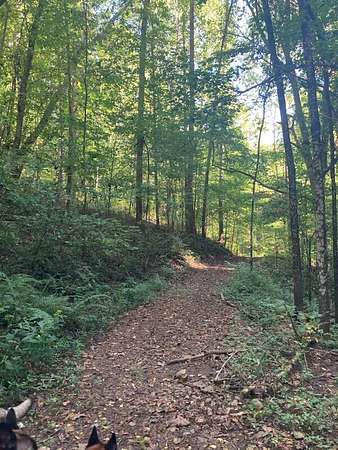 62.4 Acres of Recreational & Residential Land for Sale in Burkesville, Kentucky