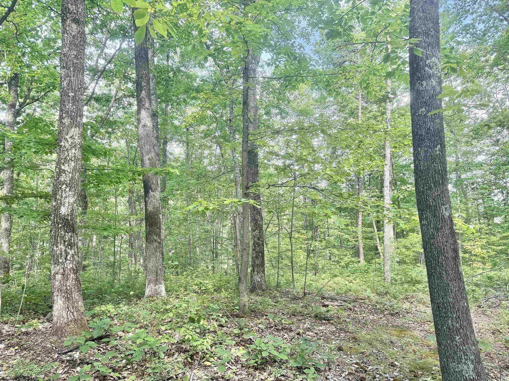 205 Acres of Recreational Land for Sale in Procious, West Virginia