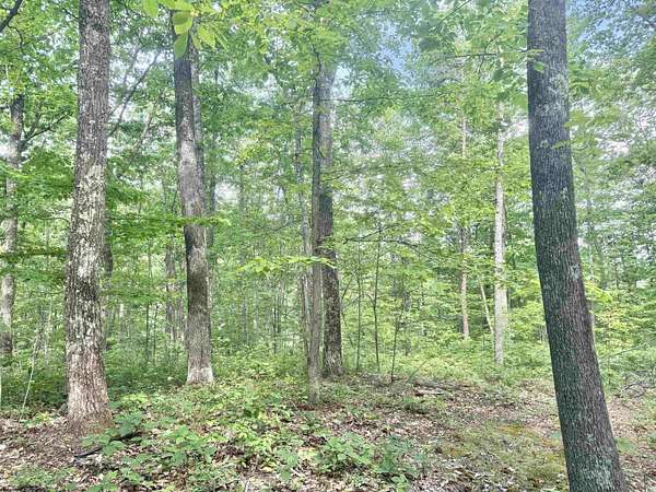 205 Acres of Recreational Land for Sale in Procious, West Virginia