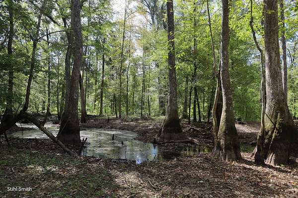 272 Acres of Recreational Land for Sale in Grayson, Louisiana