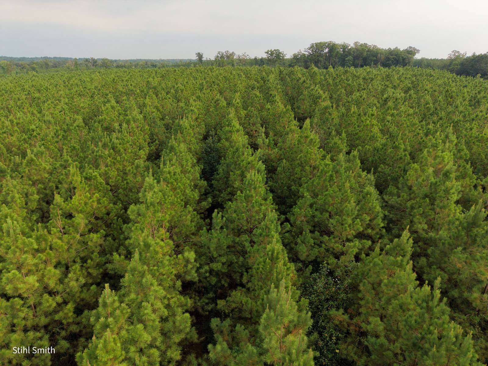 18 Acres of Land for Sale in Sikes, Louisiana