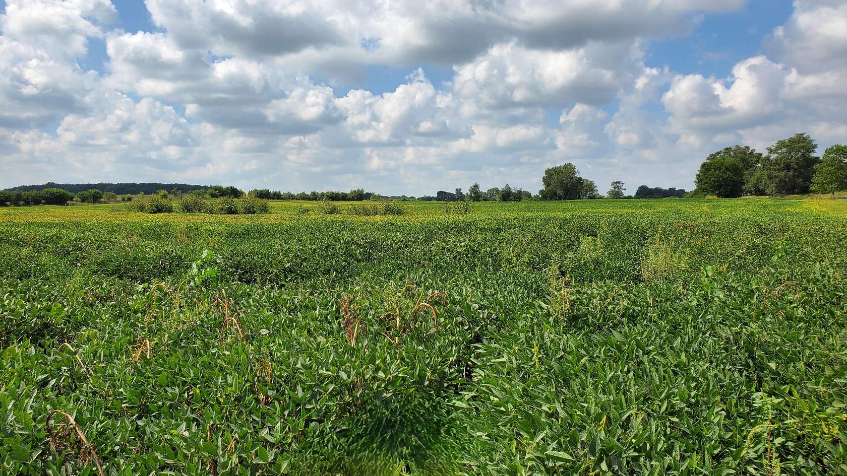 47.1 Acres of Agricultural Land for Sale in Rensselaer, Indiana