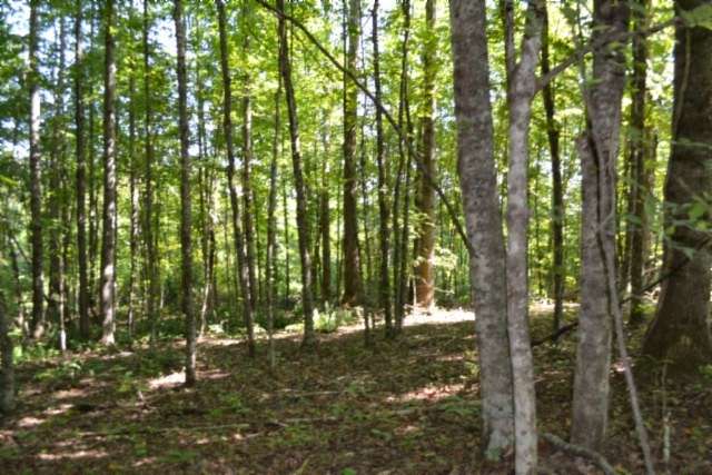 3 Acres of Residential Land for Sale in Celina, Tennessee