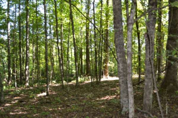 3 Acres of Residential Land for Sale in Celina, Tennessee