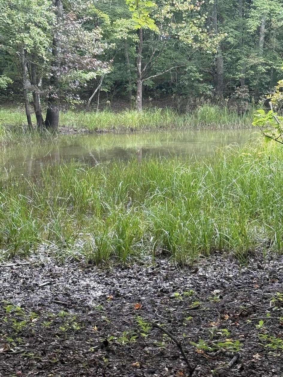 12 Acres of Land for Sale in Pikeville, Tennessee
