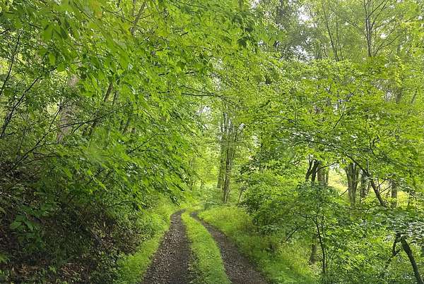 138 Acres of Recreational Land for Sale in Terra Alta, West Virginia