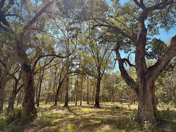 5.42 Acres of Residential Land for Sale in Poplarville, Mississippi