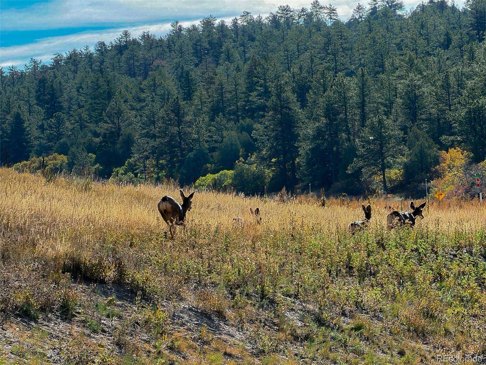 0.9 Acres of Land for Sale in Larkspur, Colorado