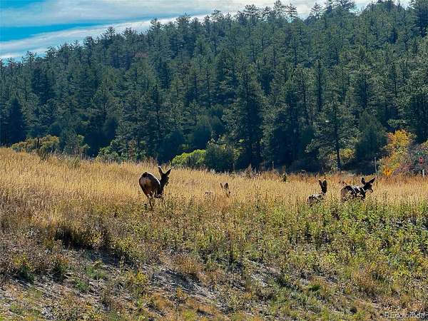 0.9 Acres of Land for Sale in Larkspur, Colorado