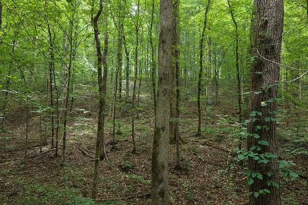 141 Acres of Land for Sale in Linden, Tennessee