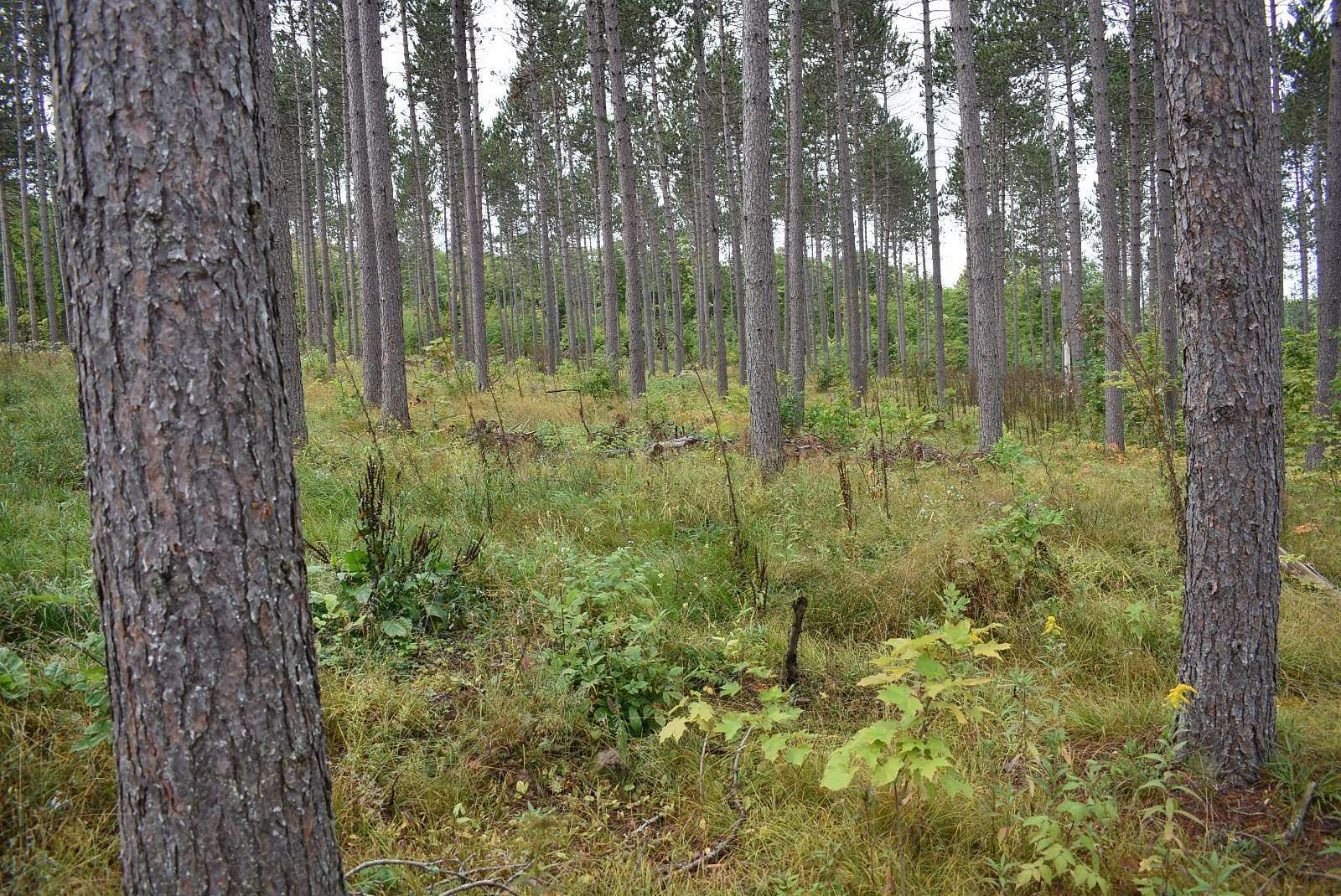 40 Acres of Recreational Land for Sale in Iron River, Michigan