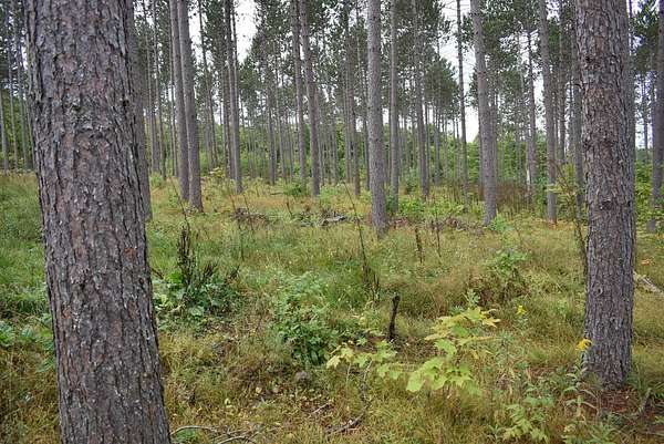 40 Acres of Recreational Land for Sale in Iron River, Michigan