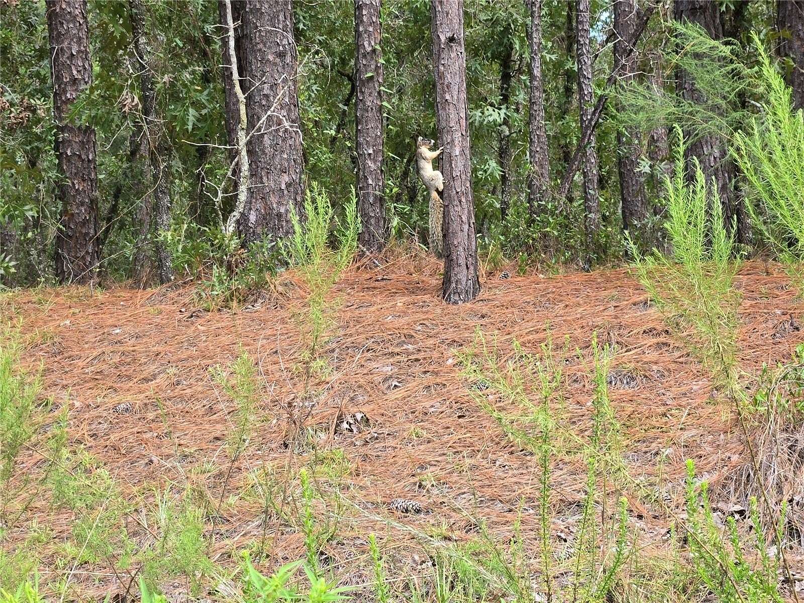 1.16 Acres of Residential Land for Sale in Dunnellon, Florida