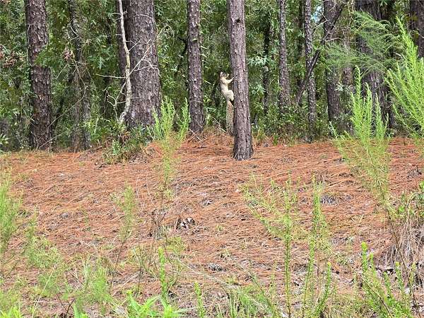 1.16 Acres of Residential Land for Sale in Dunnellon, Florida
