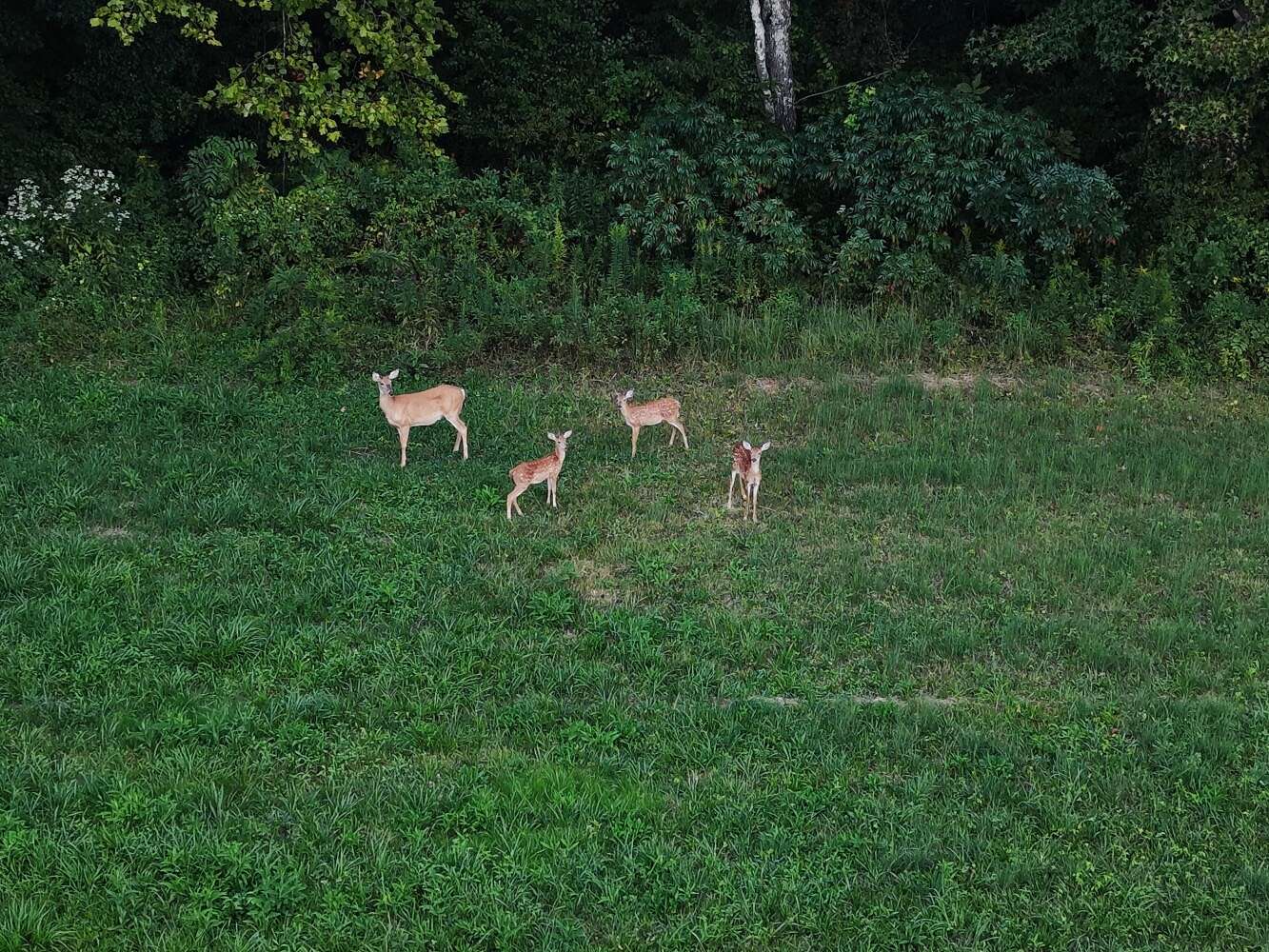 53.5 Acres of Recreational Land for Sale in London, Kentucky
