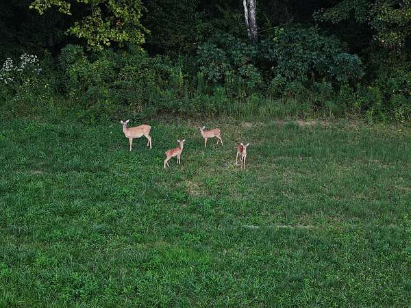 53.5 Acres of Recreational Land for Sale in London, Kentucky