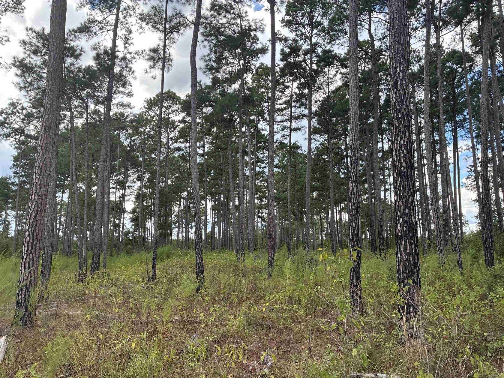 40 Acres of Recreational Land for Auction in Emerson, Arkansas