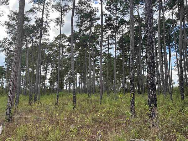 40 Acres of Recreational Land for Auction in Emerson, Arkansas