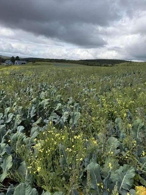 276 Acres of Land for Sale in Frenchville, Maine