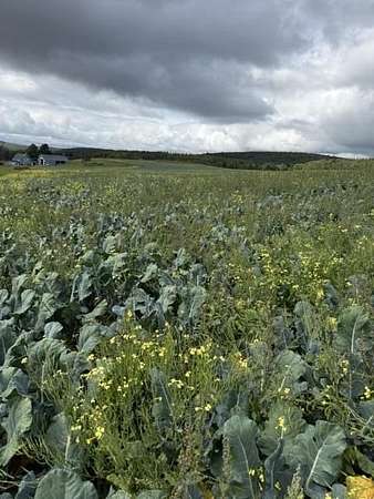 276 Acres of Land for Sale in Frenchville, Maine