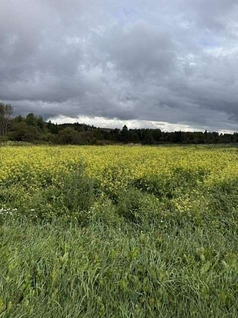 80.5 Acres of Land for Sale in Fort Kent, Maine