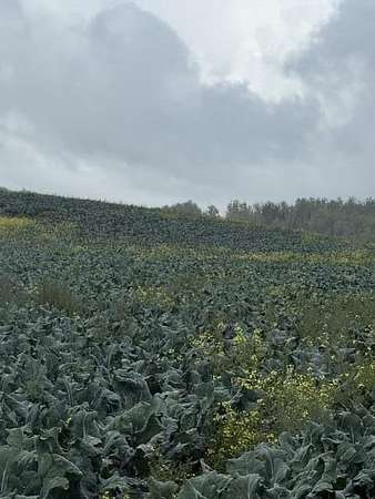 38 Acres of Land for Sale in Frenchville, Maine