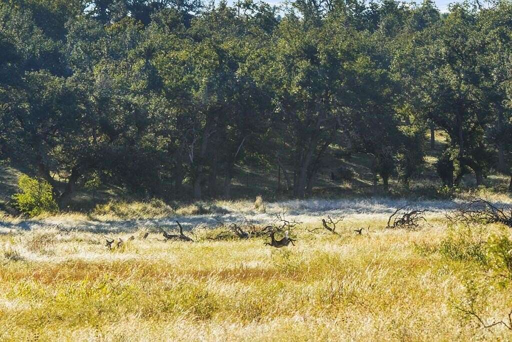 25 Acres of Land for Sale in Fredericksburg, Texas