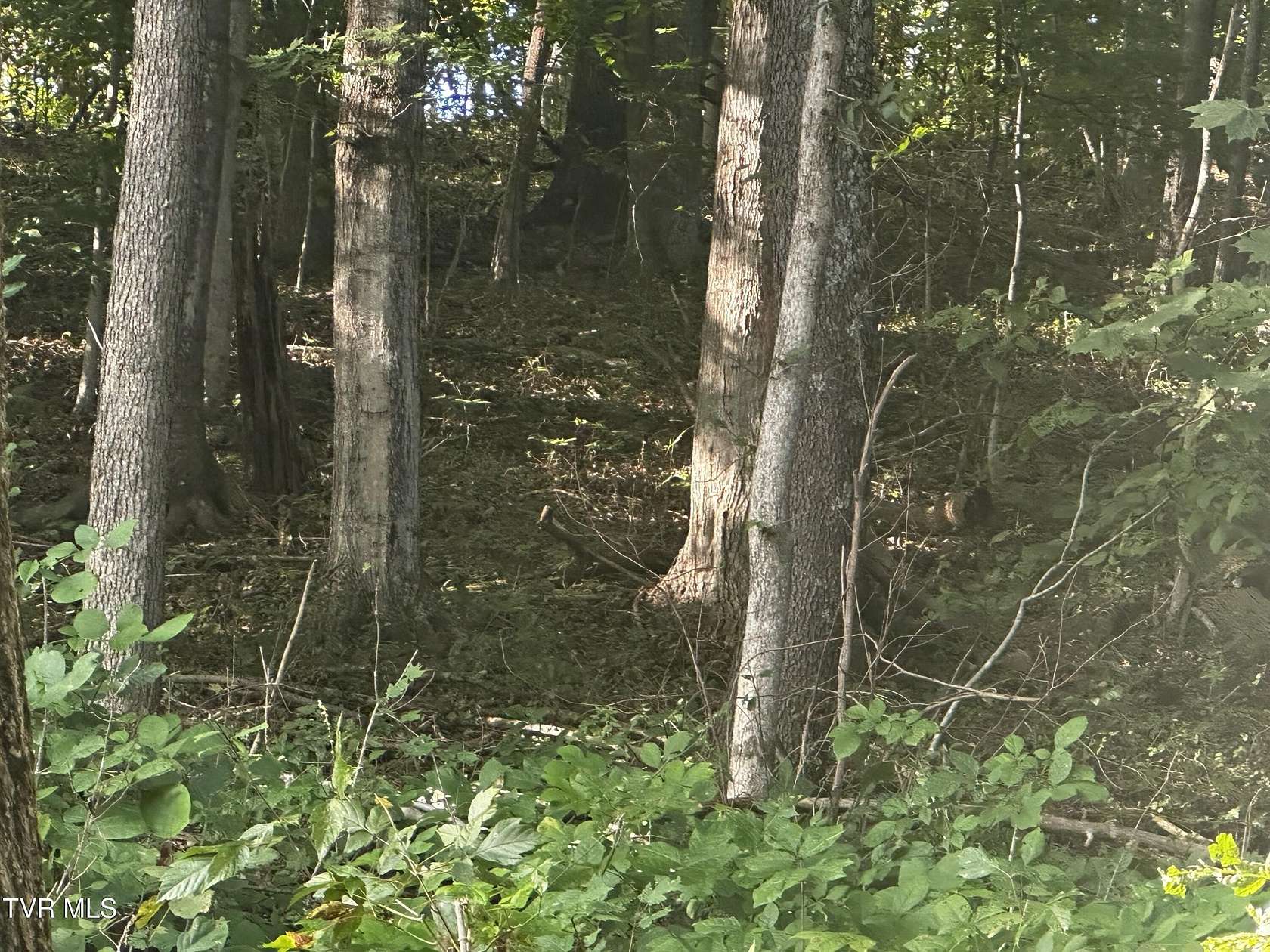 0.63 Acres of Residential Land for Sale in Weber City, Virginia
