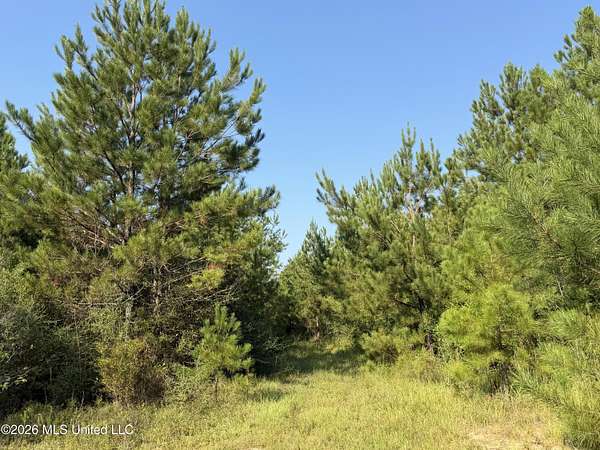 156 Acres of Recreational & Residential Land for Sale in Lucedale, Mississippi