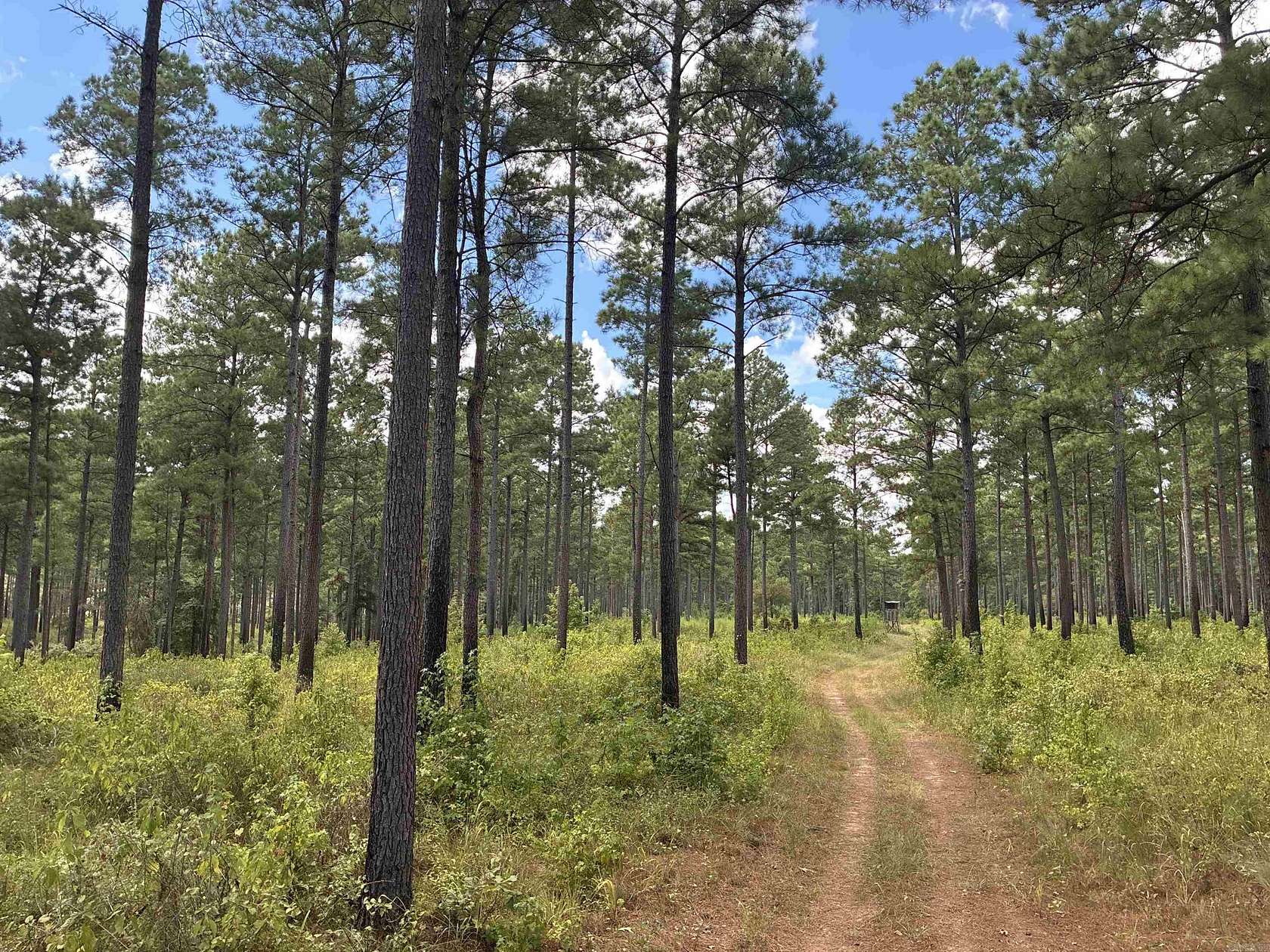 80 Acres of Recreational Land for Auction in Emerson, Arkansas