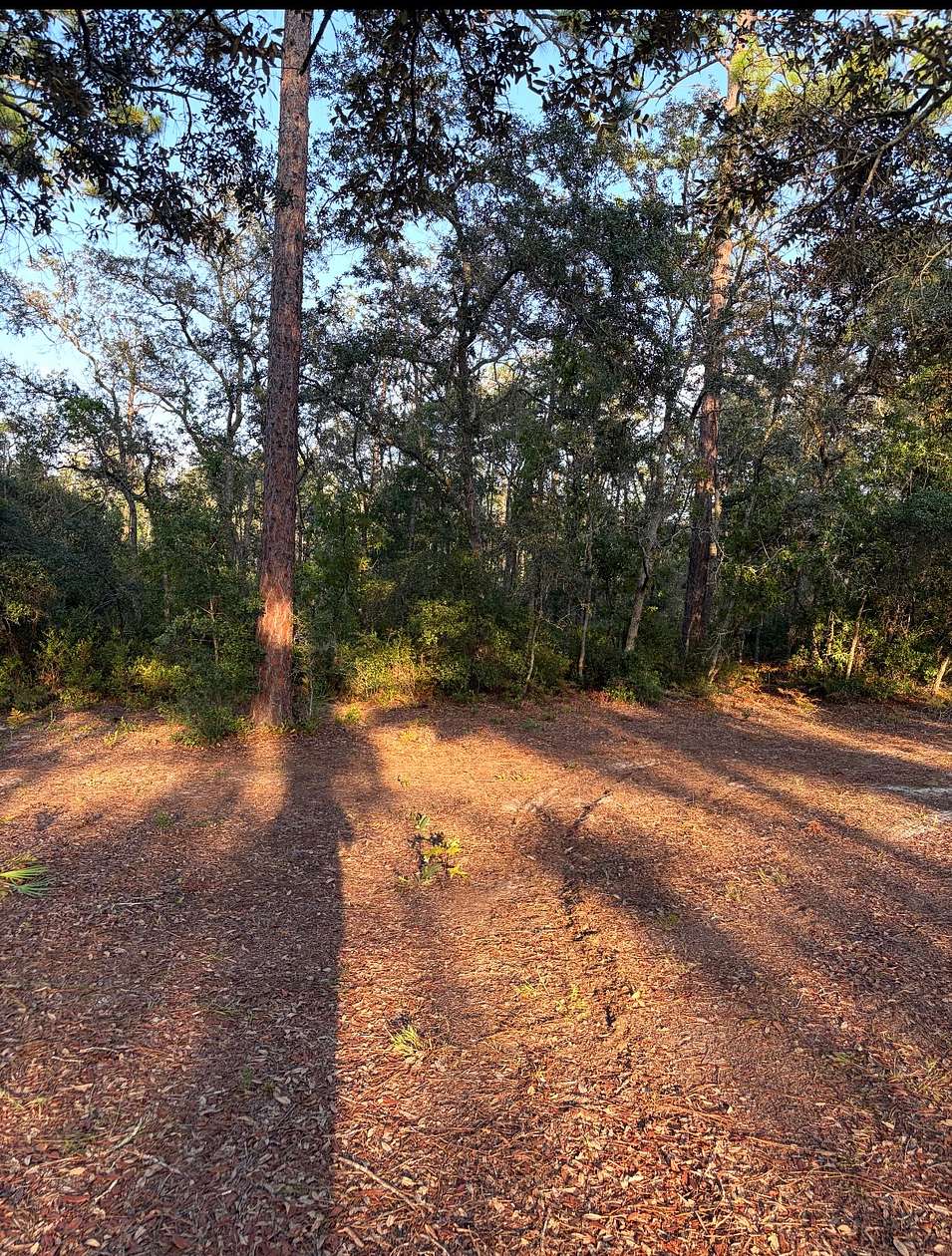 3 Acres of Residential Land for Sale in Blackshear, Georgia