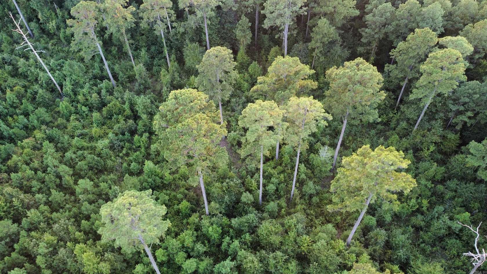 39 Acres of Recreational Land for Sale in Fountain Hill, Arkansas