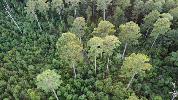 39 Acres of Recreational Land for Sale in Fountain Hill, Arkansas