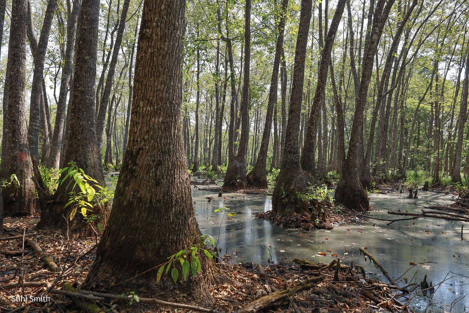 200 Acres of Recreational Land for Sale in Chatham, Louisiana