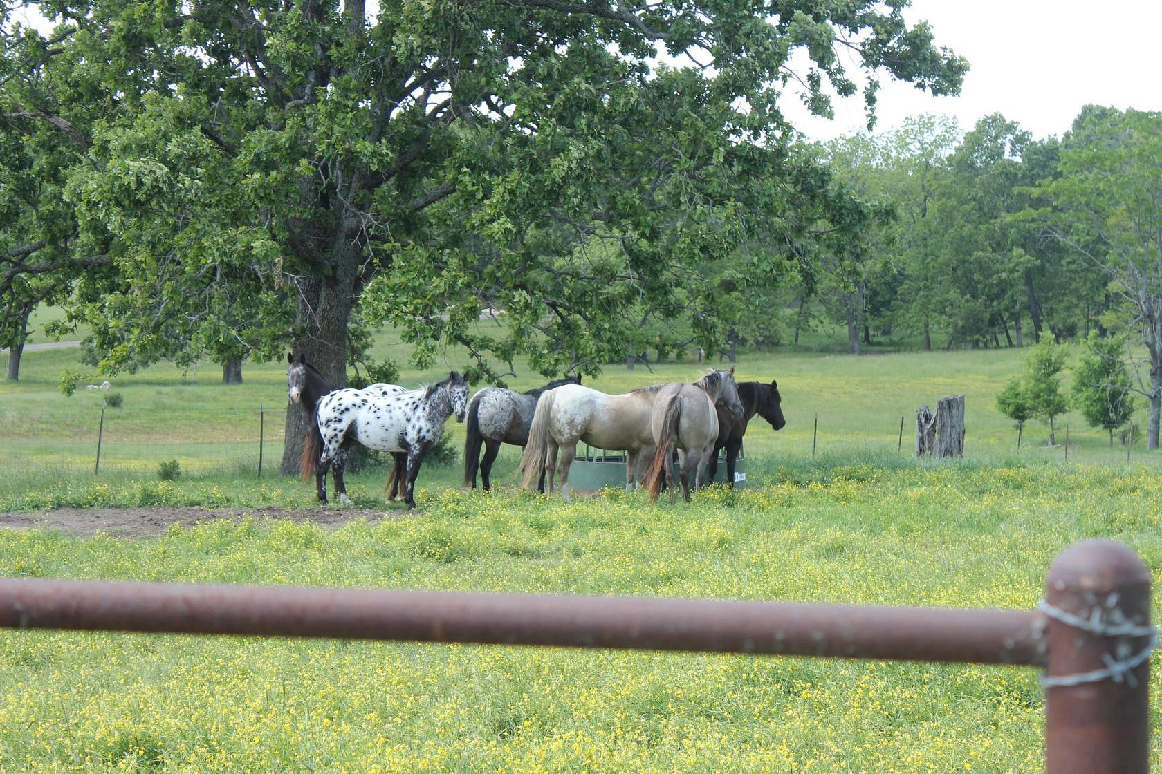 21.5 Acres of Agricultural Land with Home for Sale in Thayer, Missouri
