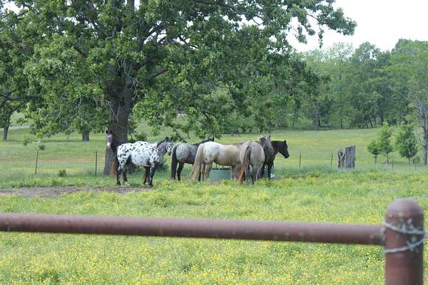 21.5 Acres of Agricultural Land with Home for Sale in Thayer, Missouri