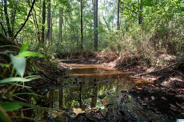 16.7 Acres of Land for Sale in Roanoke, Alabama