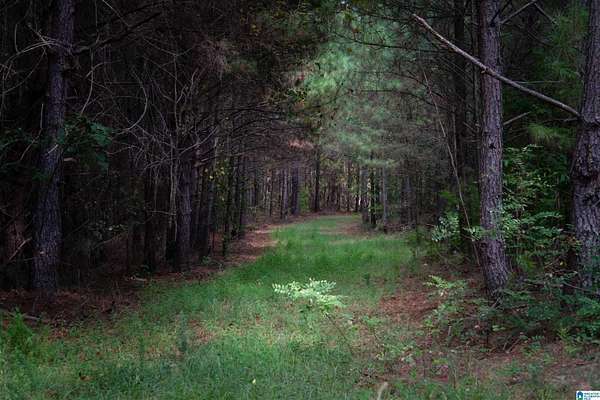 11.9 Acres of Land for Sale in Roanoke, Alabama