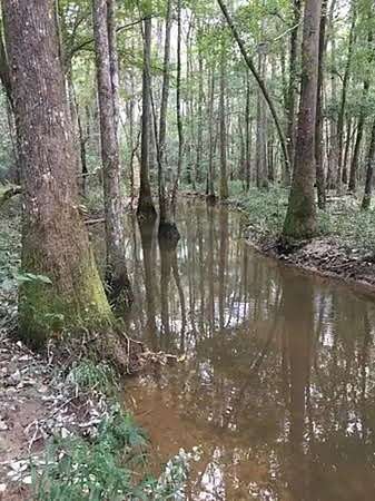80 Acres of Recreational Land for Sale in Alexandria, Louisiana