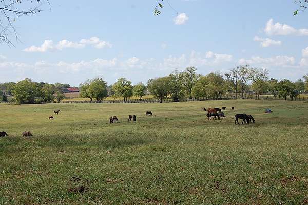 51 Acres of Agricultural Land with Home for Sale in Paris, Kentucky