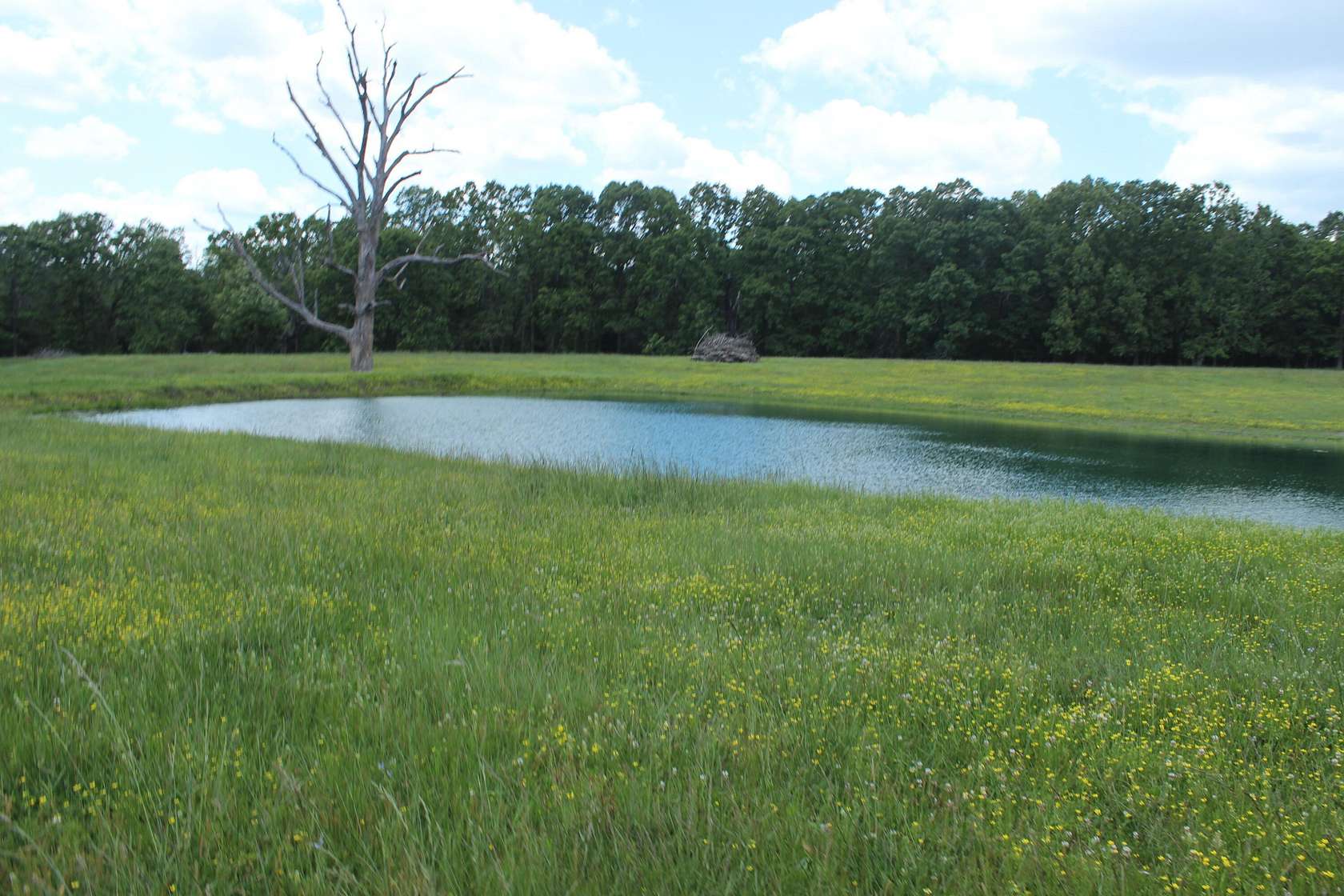 58 Acres of Land for Sale in Thayer, Missouri