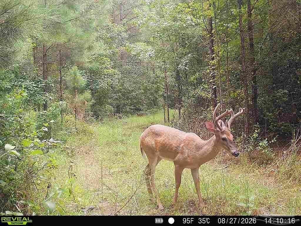 33.7 Acres of Recreational & Residential Land for Sale in Frisco City, Alabama