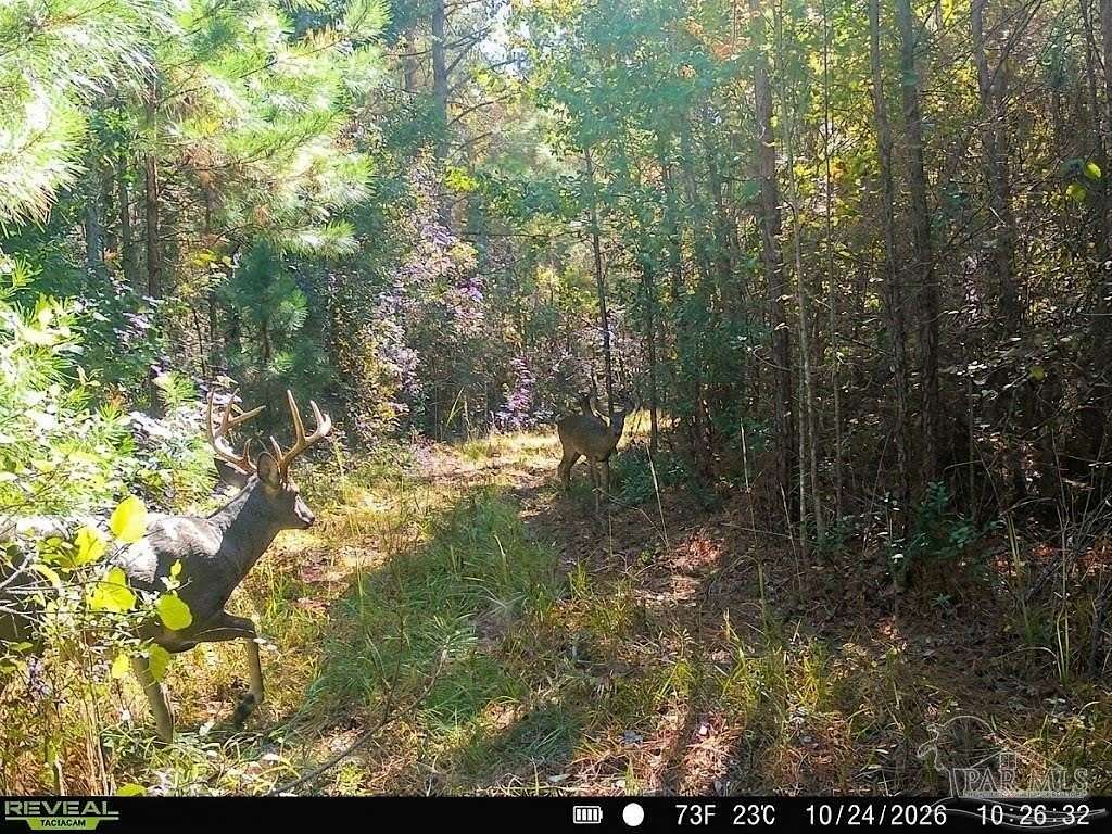 33.7 Acres of Recreational & Residential Land for Sale in Frisco City, Alabama