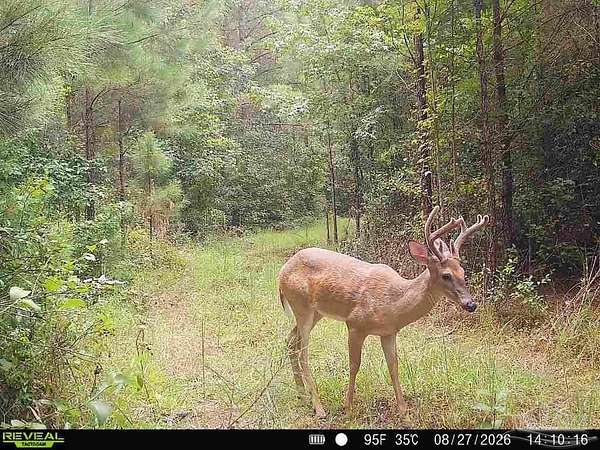 33.7 Acres of Recreational & Residential Land for Sale in Frisco City, Alabama