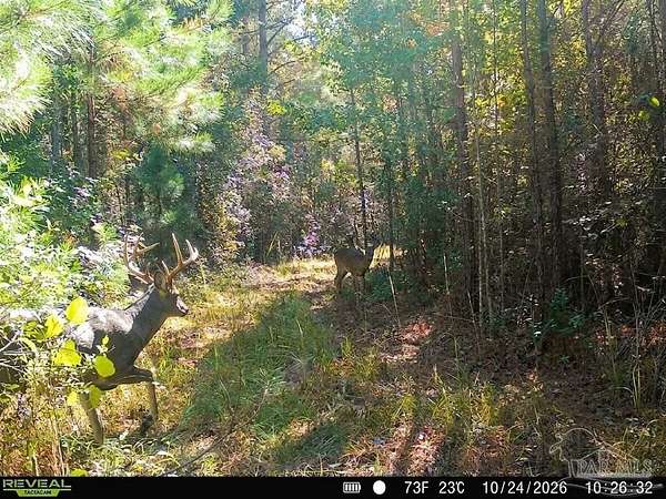 33.7 Acres of Recreational & Residential Land for Sale in Frisco City, Alabama