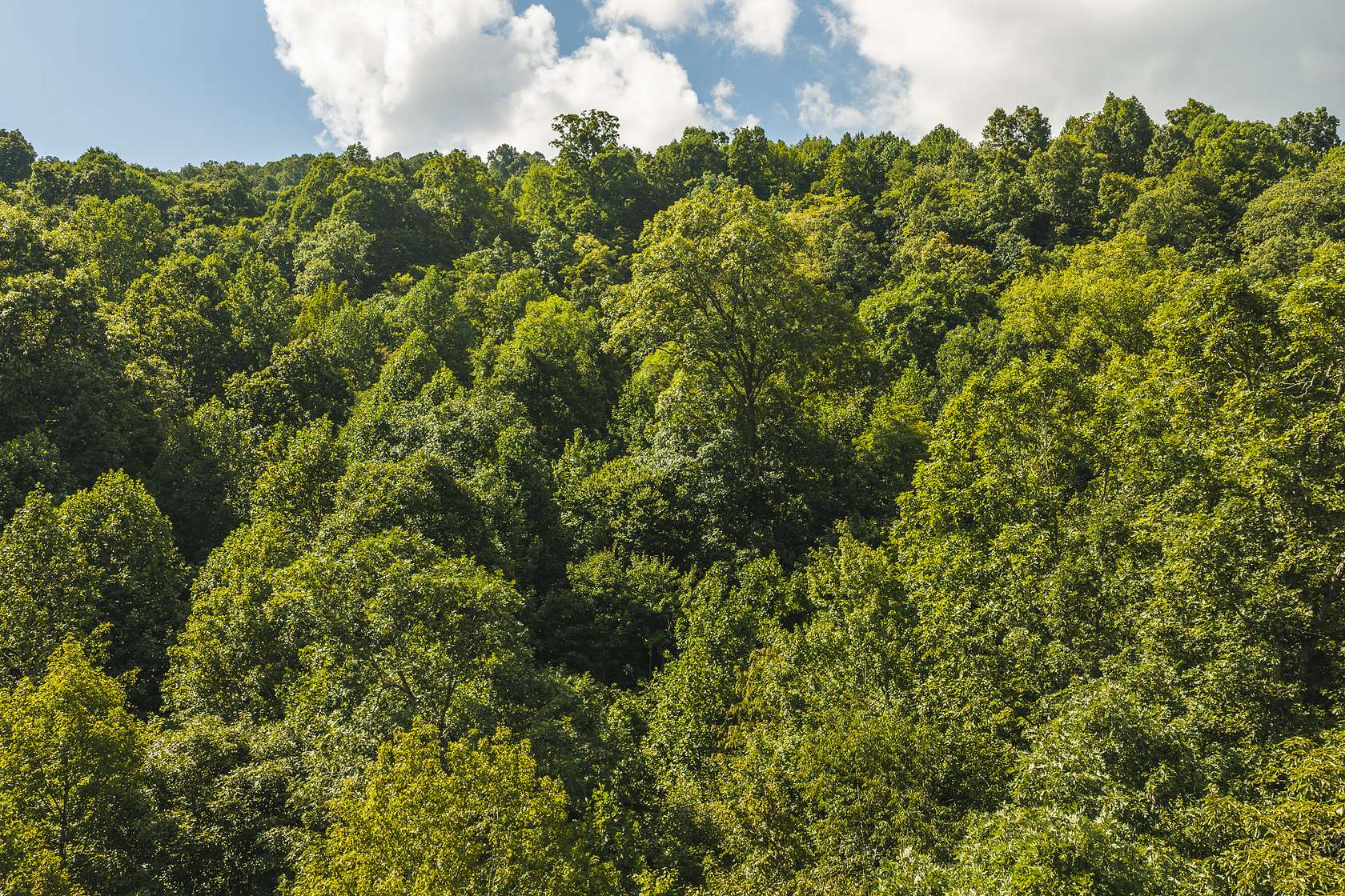 89.6 Acres of Land for Auction in Speedwell, Tennessee