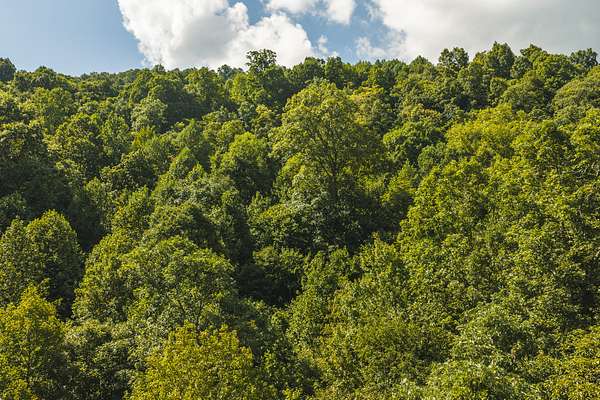 89.6 Acres of Land for Auction in Speedwell, Tennessee
